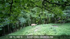 Odocoileus virginianus