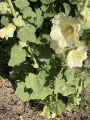 Alcea