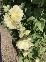 Alcea