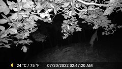 Odocoileus virginianus