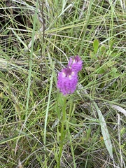 Polygala cruciata