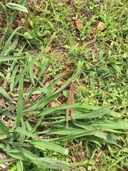 Sceloporus scalaris
