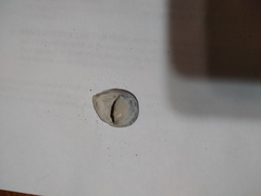 Crepidula plana