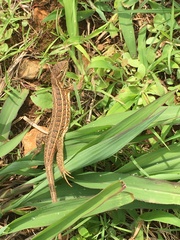 Sceloporus scalaris