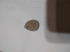 Crepidula plana