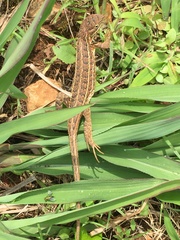 Sceloporus scalaris
