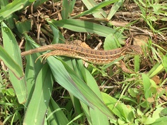 Sceloporus scalaris