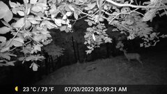 Odocoileus virginianus