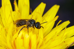 Halictus