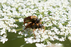 Typocerus