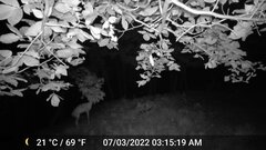 Odocoileus virginianus