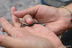 Plestiodon parviauriculatus