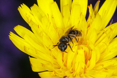 Halictus