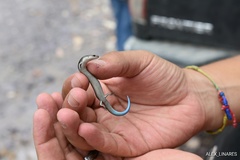 Plestiodon parviauriculatus