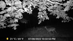 Odocoileus virginianus