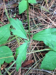 Ranunculus petiolaris