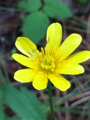 Ranunculus petiolaris