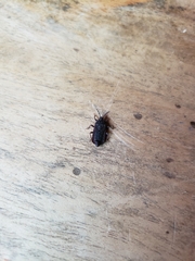 Brachyrhynchus membranaceus
