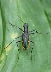 Oxygonia