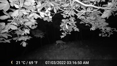 Odocoileus virginianus