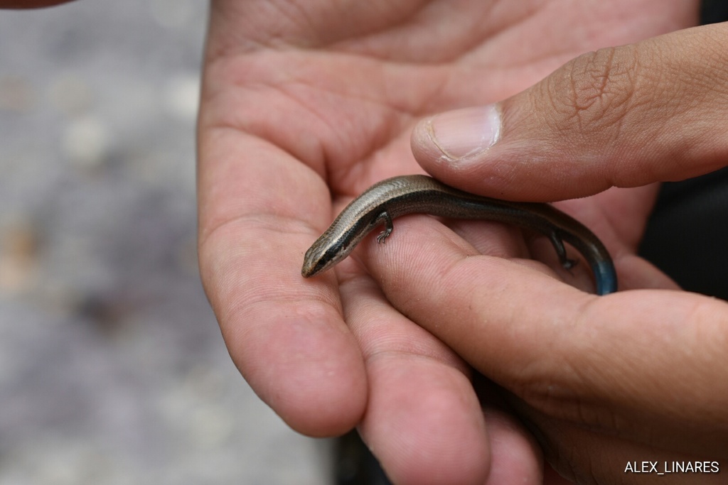 Northern Pigmy Skink