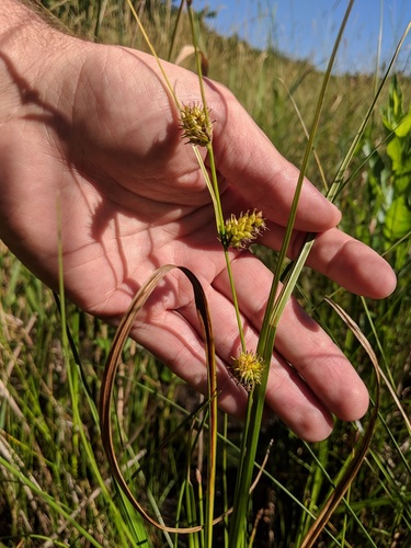 Carex rhynchophysa iNat (1)