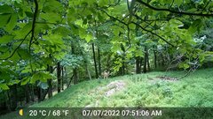 Odocoileus virginianus