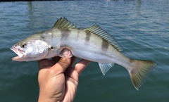 Atractoscion nobilis