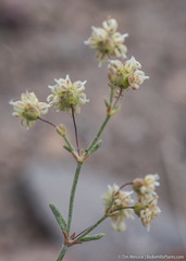 Eriogonum maculatum