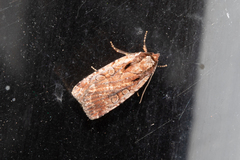 Eueretagrotis attentus