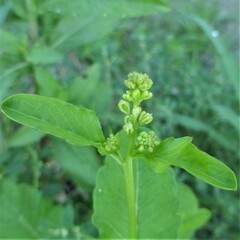 Rorippa sessiliflora