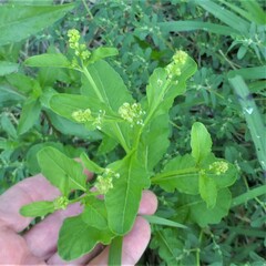 Rorippa sessiliflora