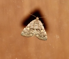Idia aemula