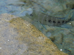 Herichthys minckleyi