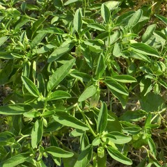 Physalis longifolia