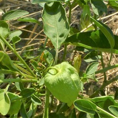 Physalis longifolia