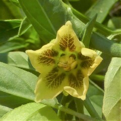 Physalis longifolia