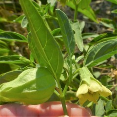 Physalis longifolia