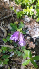Penstemon cardwellii