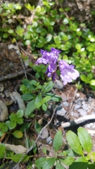 Penstemon cardwellii