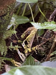Anolis ginaelisae