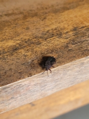 Brachyrhynchus membranaceus