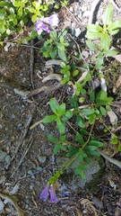 Penstemon cardwellii