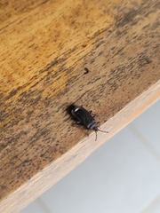 Brachyrhynchus membranaceus