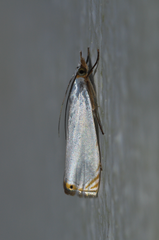 Microcrambon paphiellus