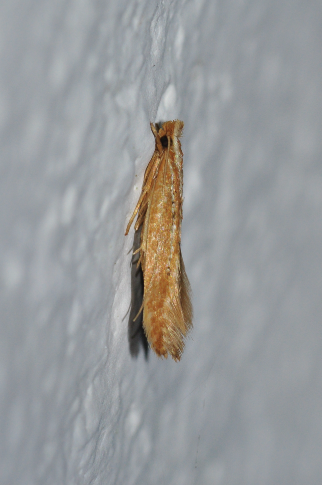 Amphixystis syntricha