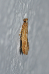 Amphixystis syntricha