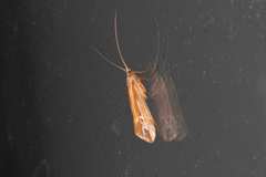 Limnephilus ornatus