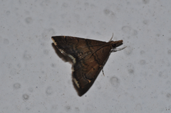 Diplopseustoides mineti