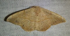Patalene olyzonaria